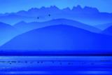 纳帕海——横断山中的鸟类“驿站”